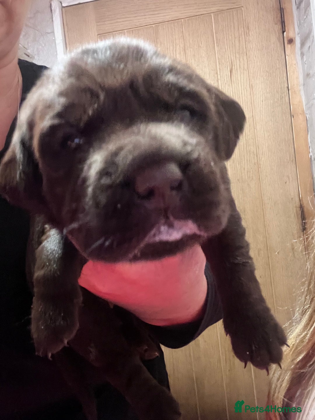 Labrador Retriever dogs for sale: 🌟 Fully vaccinated Chunky pedigree Labradors 🌟  - Advert 34