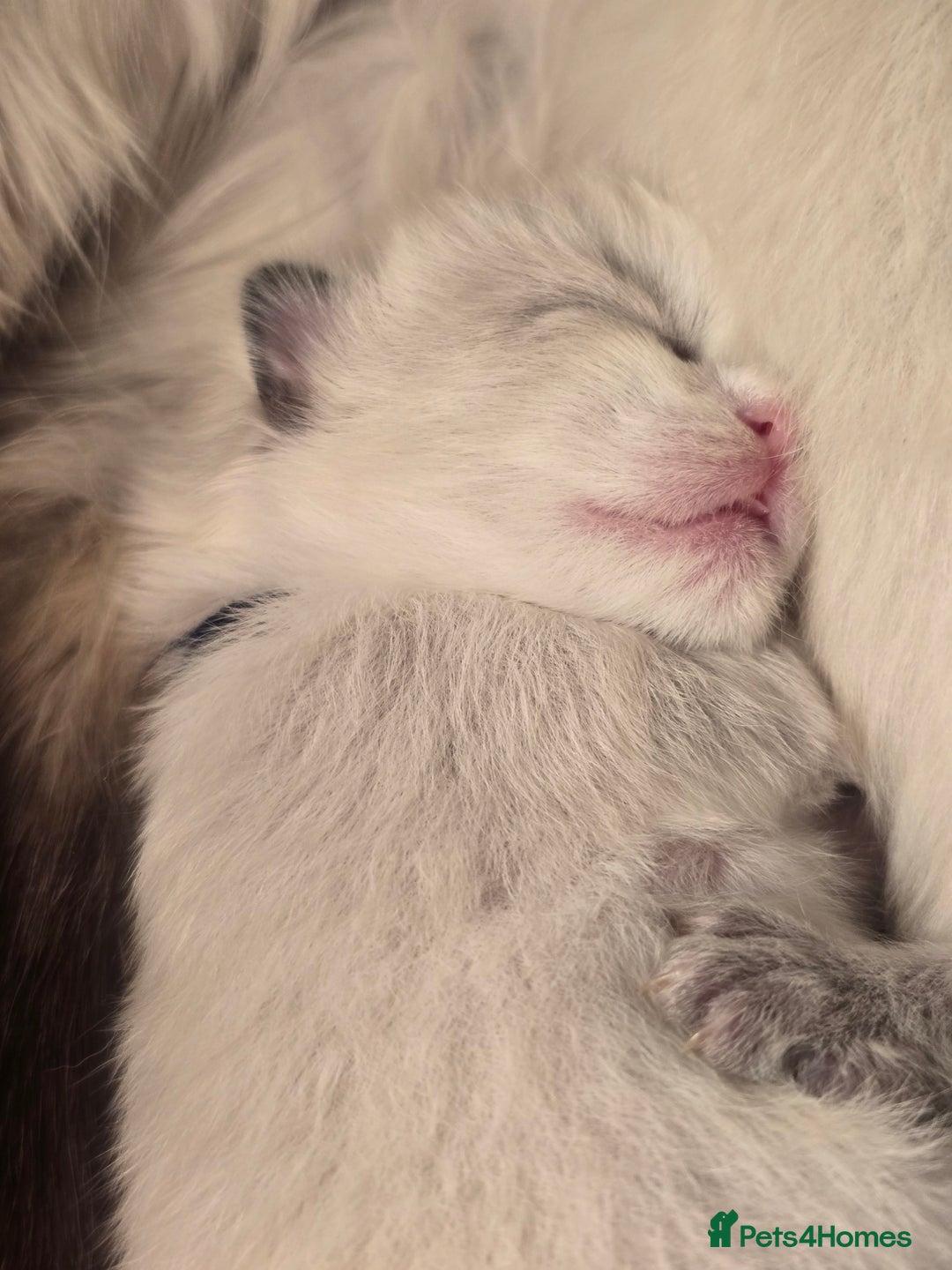 Ragdoll cats for sale: Precious GOOF Registered Ragdoll Kittens - 3 Girls - Advert 13