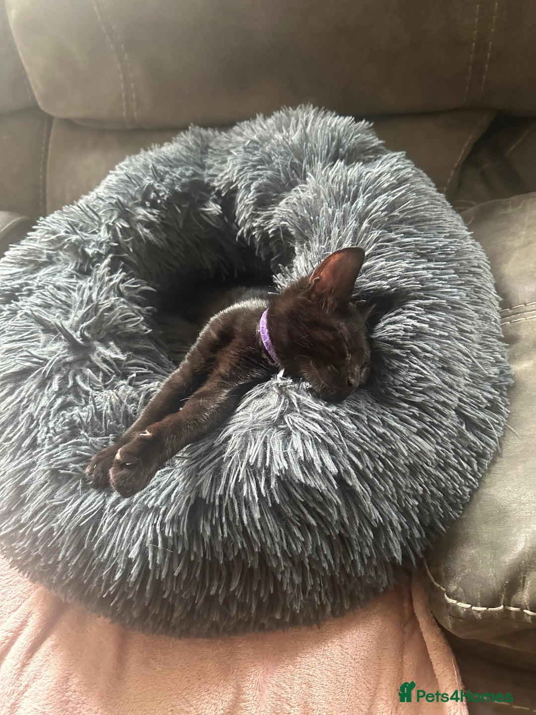 British Shorthair cats for sale: MALE BALCK KITTENS   - Image 6