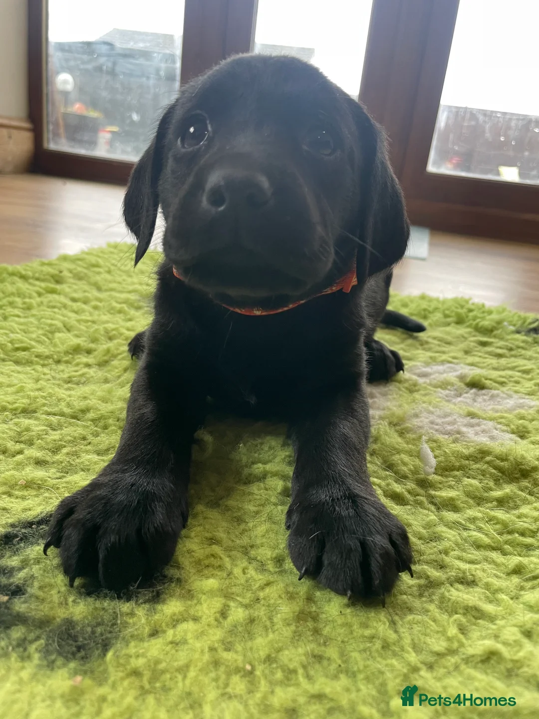 Labrador Retriever dogs for sale: KC registered Labrador puppies  - Advert 9