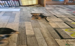 Yorkshire Terrier dogs for sale: Sweet natured boys - Image 8