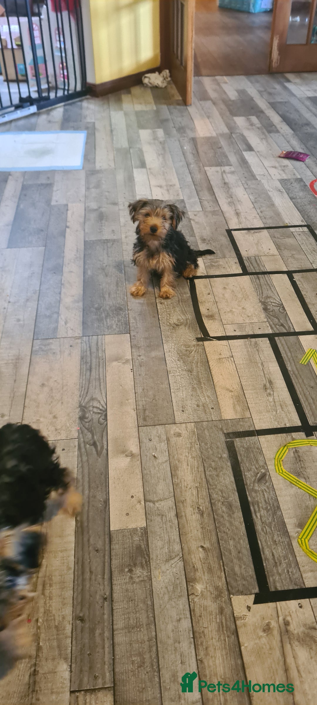 Yorkshire Terrier dogs for sale: Sweet natured boys - Image 8