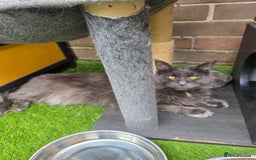 Maine Coon cats for sale:  maincoons  - Image 6