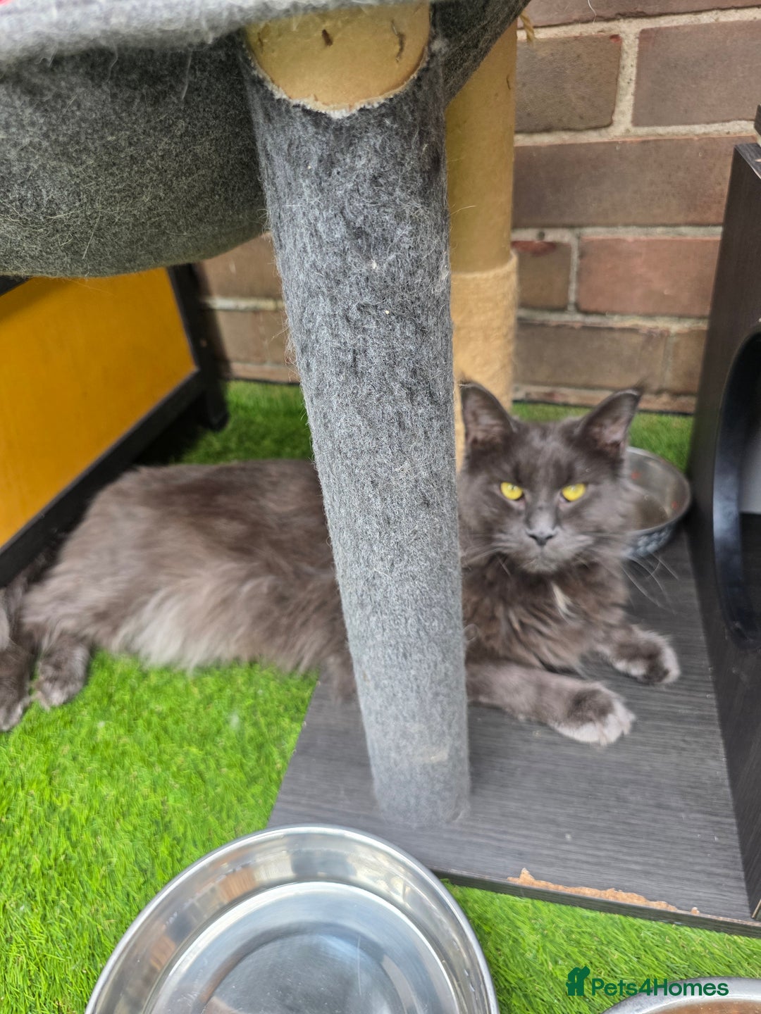Maine Coon cats for sale:  maincoons  - Image 6