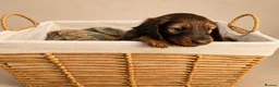 Miniature Dachshund dogs for sale: 🐾❤️ KC REGISTERED MINIATURE DACHSHUND PUPS ❤️🐾 - Advert 10