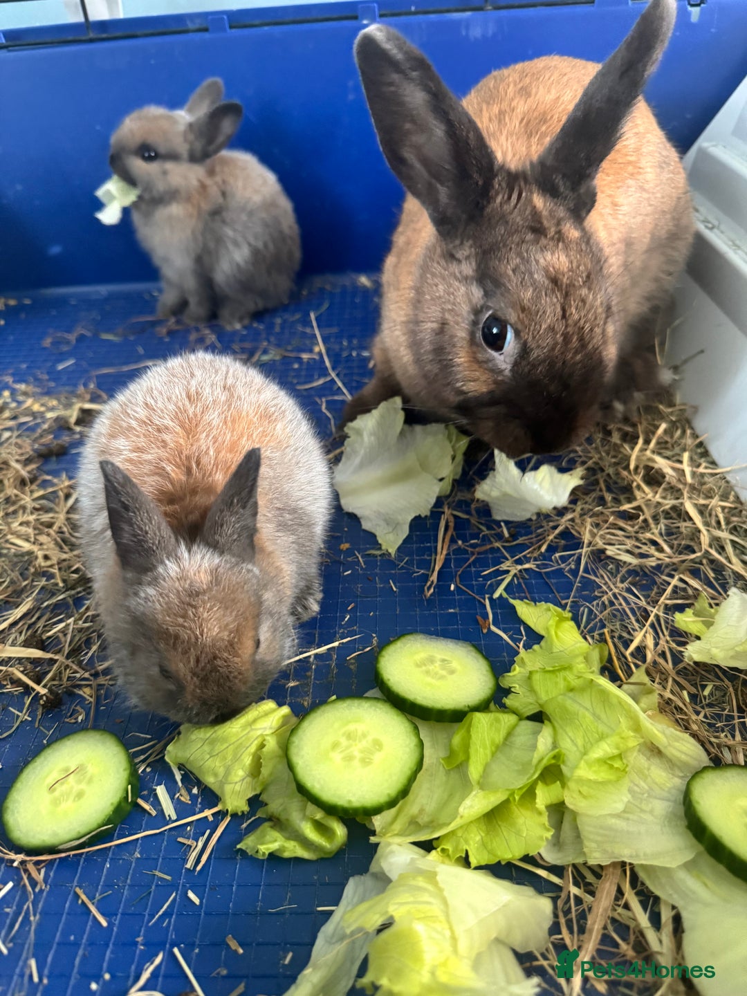 Rex rabbits for sale: Gorgeous bunnies, all males  - Image 3