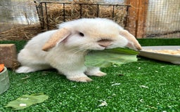 Mini Lop rabbits for sale: Two bonded bunnies - Image 2