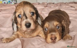 Miniature Dachshund dogs for sale: Long hair minature dachshunds - Image 31