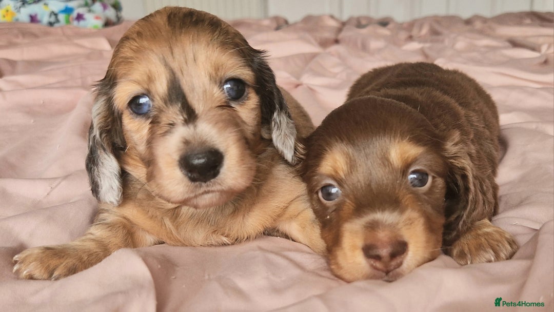 Miniature Dachshund dogs for sale: Long hair minature dachshunds - Image 31