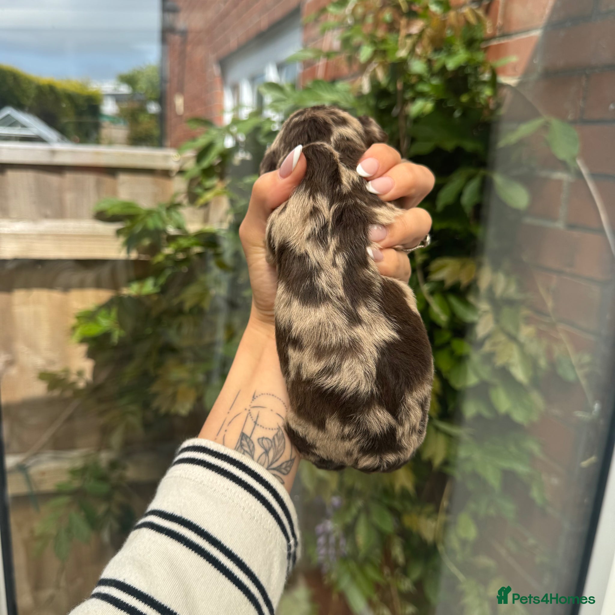 Mixed Breed dogs for sale: doxiepoo pups x2 female x4 male  - Advert 3