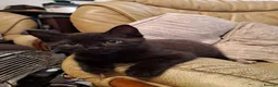 Mixed Breed cats for sale: Black male kitten well socialist  in Belper - Advert 1