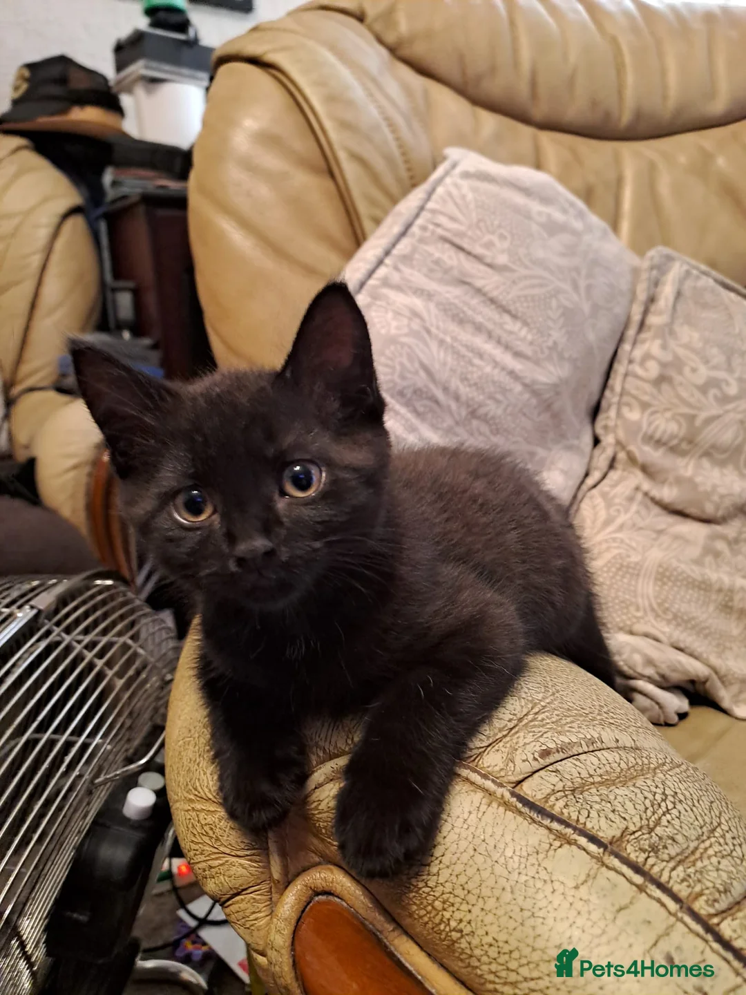 Mixed Breed cats for sale: Black male kitten well socialist  in Belper - Advert 1