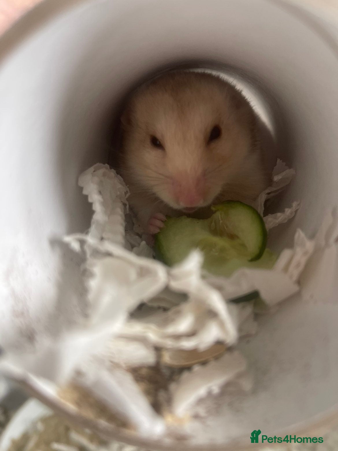 Hamster rodents two female Syrian hamsters for sale - Advert 5