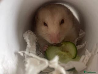 Hamster rodents two female Syrian hamsters for sale - Advert 2
