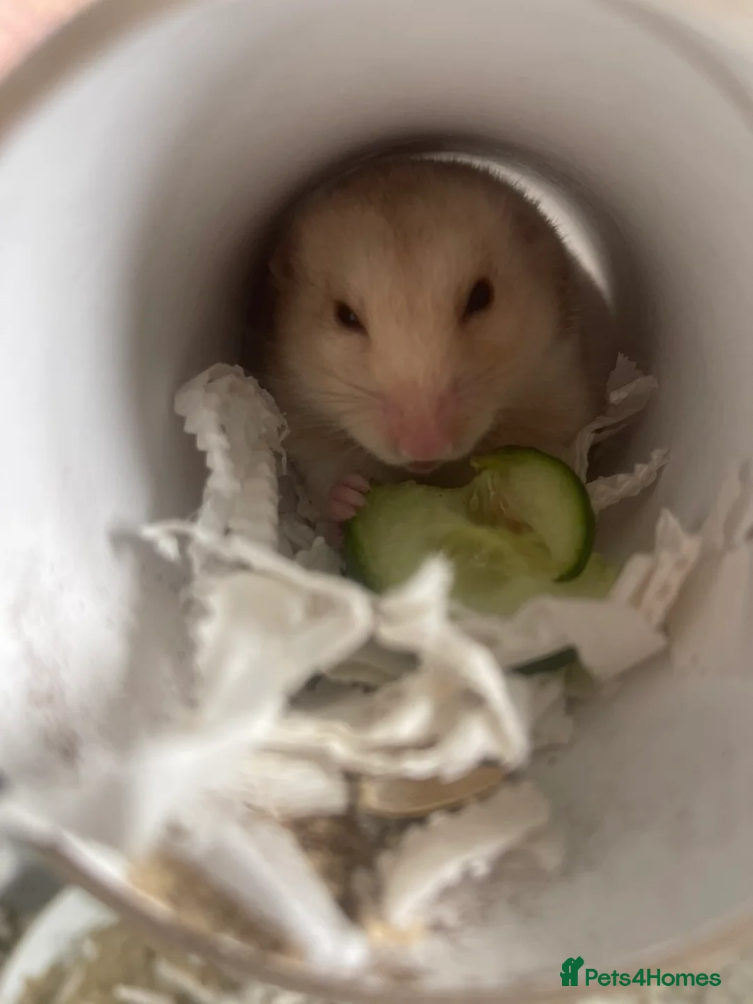 Hamster rodents for sale: two female Syrian hamsters for sale - Advert 1