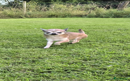 Chihuahua dogs for sale: Stunning chihuahua litter  - Image 19