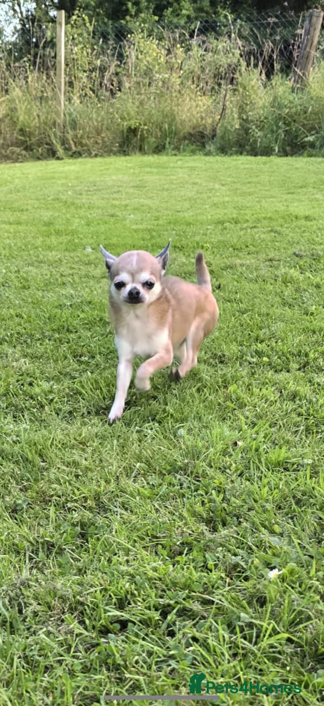 Chihuahua dogs for sale: Stunning chihuahua litter  - Image 19