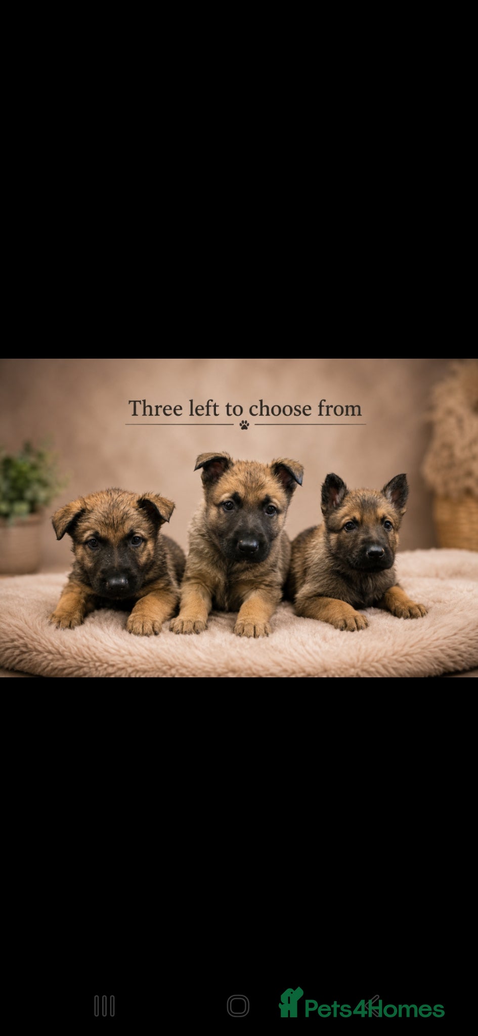 Mixed Breed dogs 3/4 GSD 1/4 Malinois.  2 male left. - Advert 12