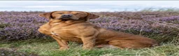 Labrador Retriever dogs for sale: Both parents 0/0 hips and elbow stunning red labs  - Advert 8