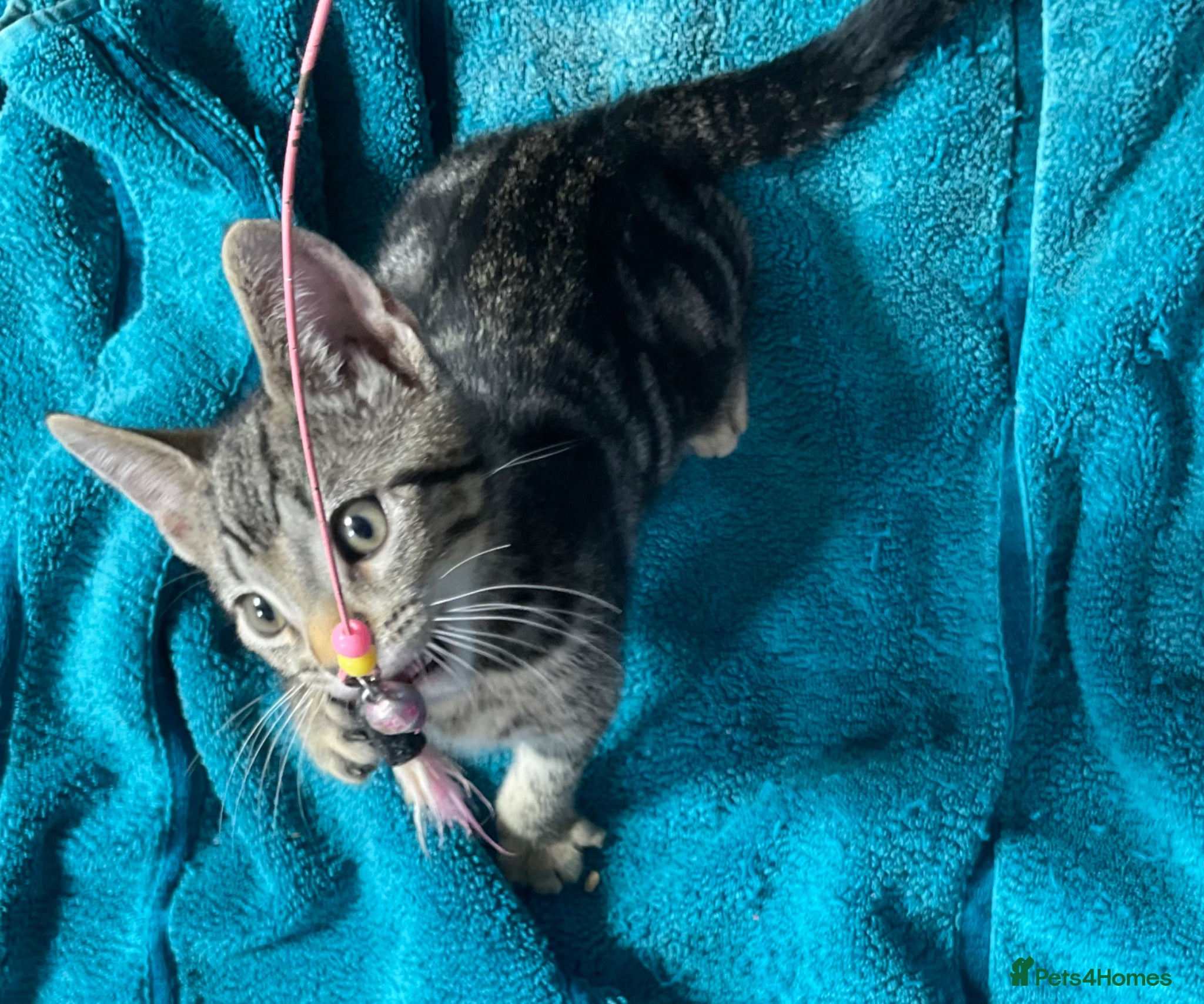 Tabby