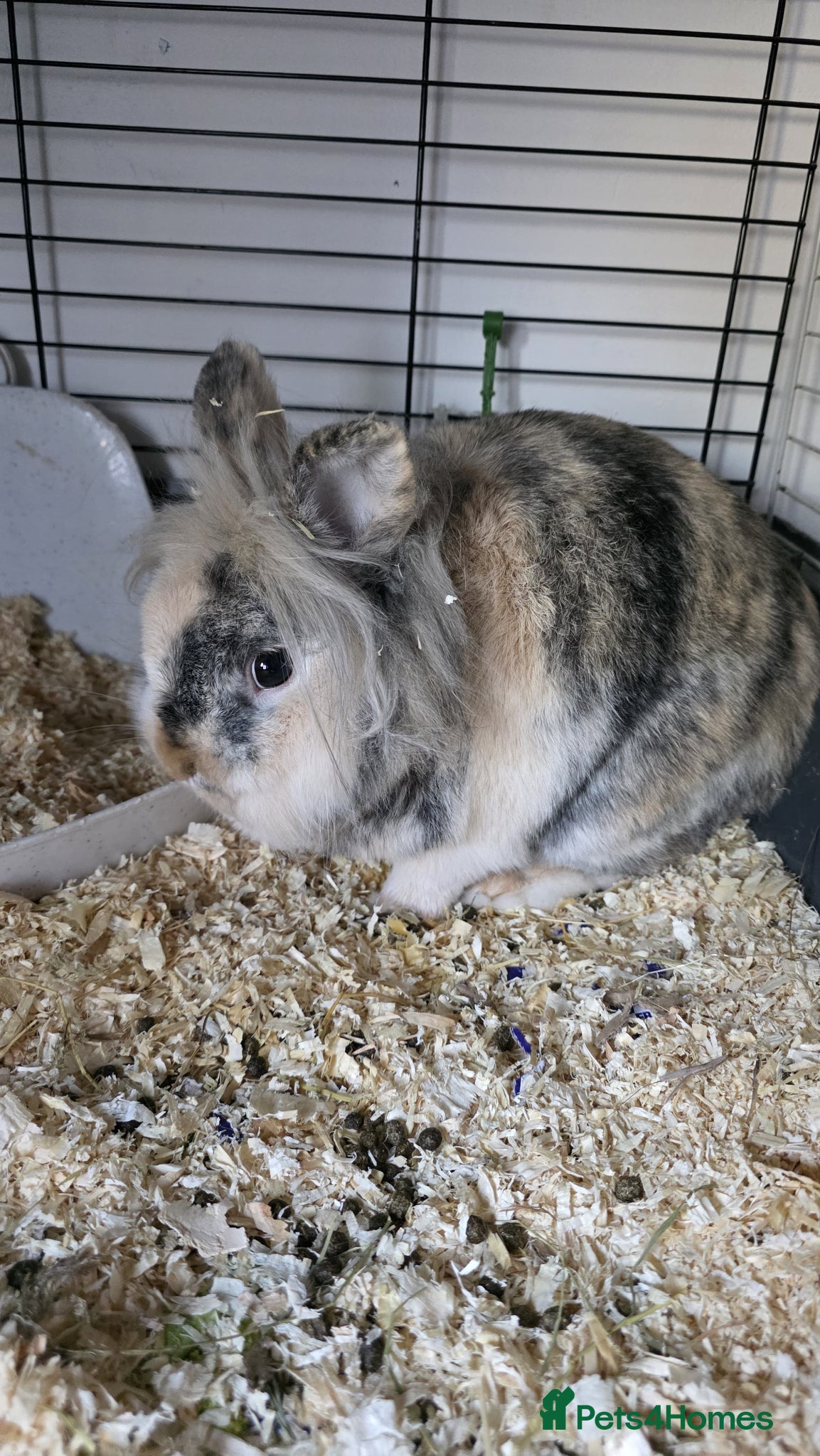 Mini Lion Lop rabbits 3 rabbits for sale £10 each PLEASE READ for info - Advert 1