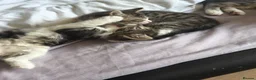 Norwegian Forest Cat cats for sale: Two female Norwegian Forest kittens  in Blyth - Advert 7