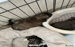 Shihpoo dogs for sale: Adorable Shihpoo Puppies - Image 15
