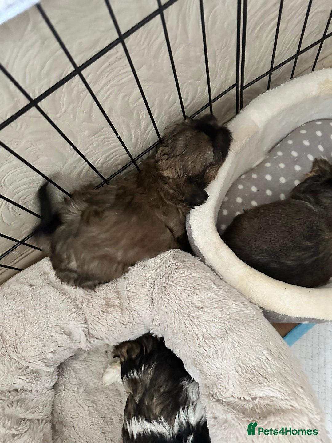 Shihpoo dogs for sale: Adorable Shihpoo Puppies - Image 15