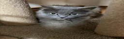 Mixed Breed cats for sale: Kittens  - Advert 9