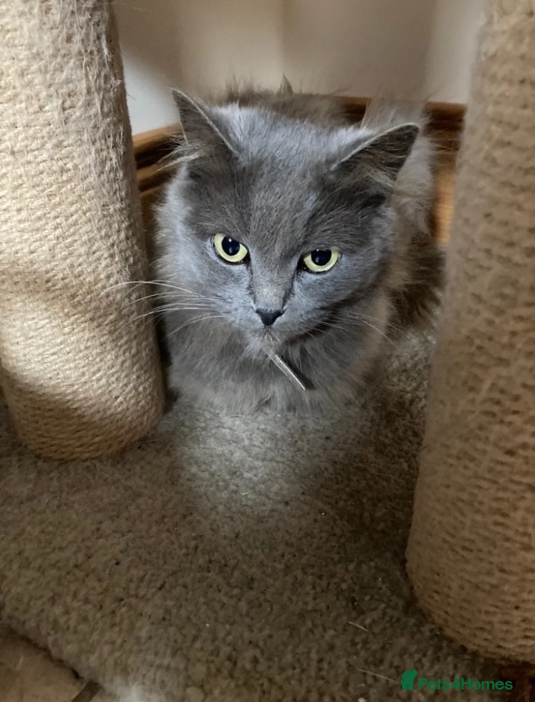 Mixed Breed cats for sale: Kittens  - Advert 9