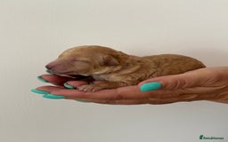 Miniature Poodle dogs for sale: Miniature poodles  - Image 6