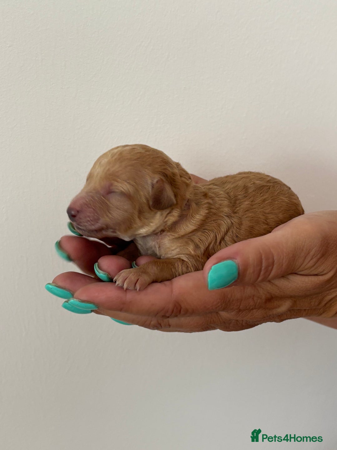 Miniature Poodle dogs for sale: Miniature poodles  - Image 6