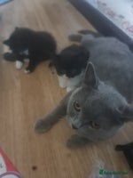 Mixed Breed cats Stunning kittens looking 4 new home - Advert 3