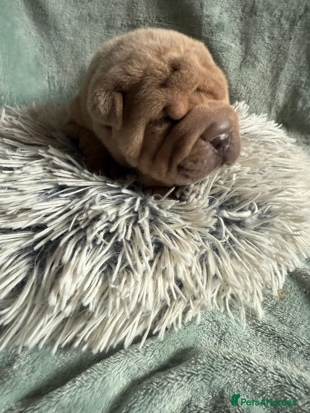 Shar Pei dogs for sale: Beautiful pure shar pei puppies - Advert 8