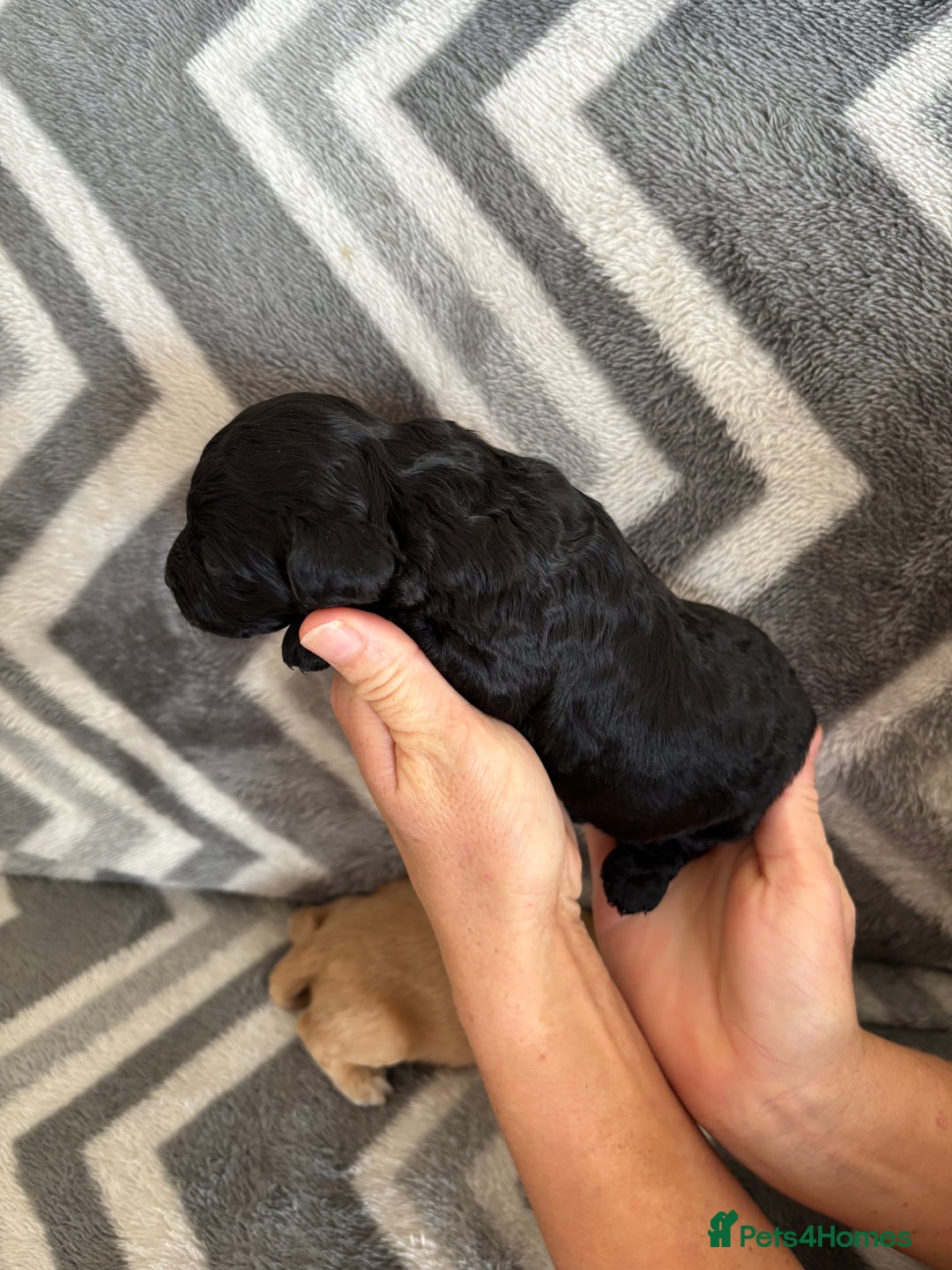 Cockapoo dogs for sale: Cockapoo puppys - Image 21