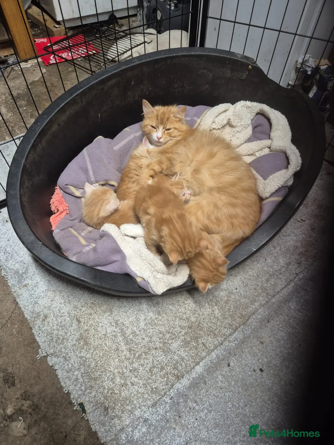 Mixed Breed cats for sale: Beautiful ginger kittens  in Bodorgan - Advert 4
