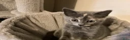 Ragdoll cats for sale: British short hair & ragdoll x - Advert 18