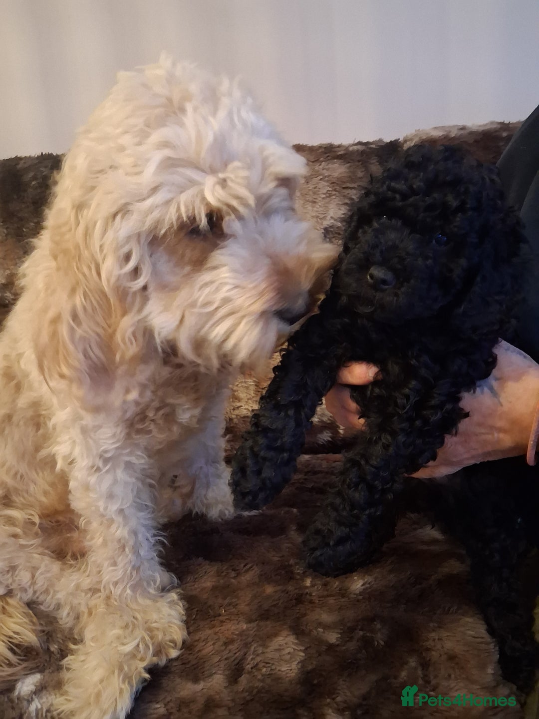 Cavapoo dogs for sale: Black cavapoo puppy  - Advert 5