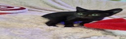 Lykoi cats for sale: Lykoi British short-haired kittens - Advert 12