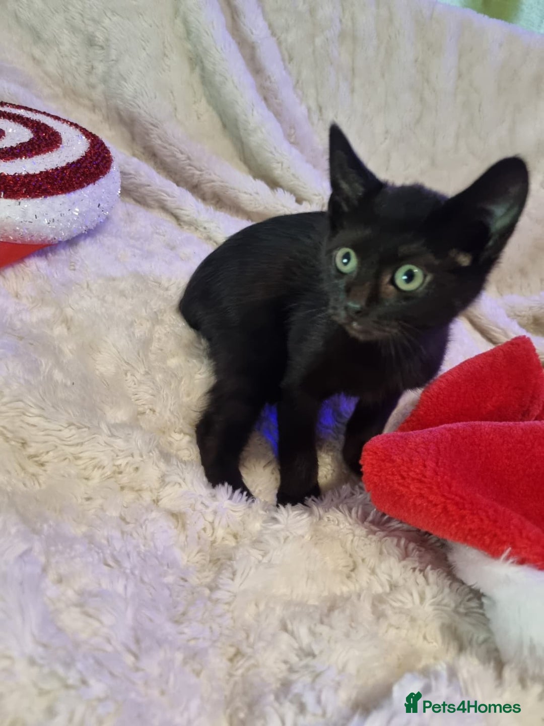 Lykoi cats for sale: Lykoi British short-haired kittens - Advert 12