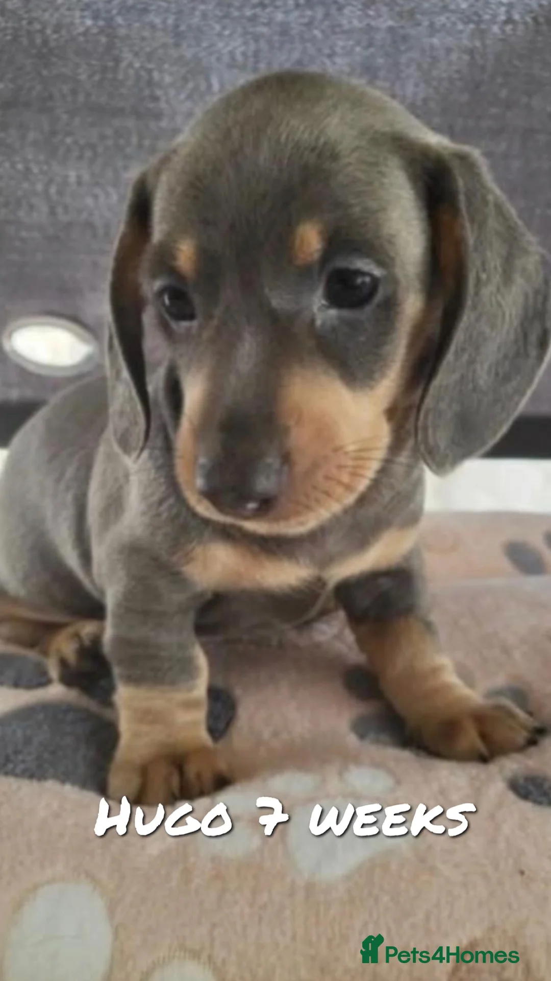 Miniature Dachshund dogs for stud: 🐾HUGO THE BOSS (KC REG & PRA CLEAR) PROVEN STUD🐾 in Manchester - Advert 25