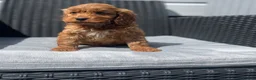 Cockapoo dogs for sale: beautiful Cockapoo ready now 😍😍 - Advert 9