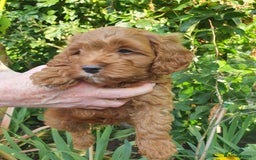 Cavapoo dogs for sale: Deep red Cavapoo puppies - Image 5