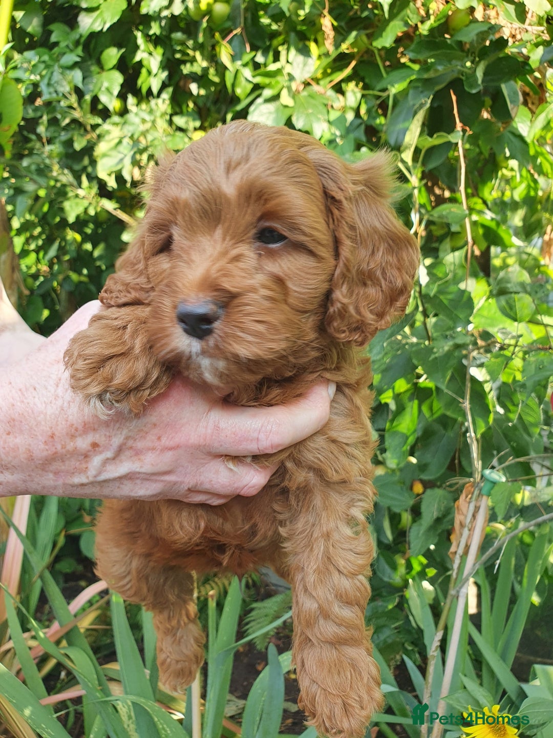 Cavapoo dogs for sale: Deep red Cavapoo puppies - Image 5