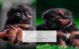 German Shepherd dogs for sale: 😍Little Paws Big Heart😍gsd puppies longhaired😍 - Image 7