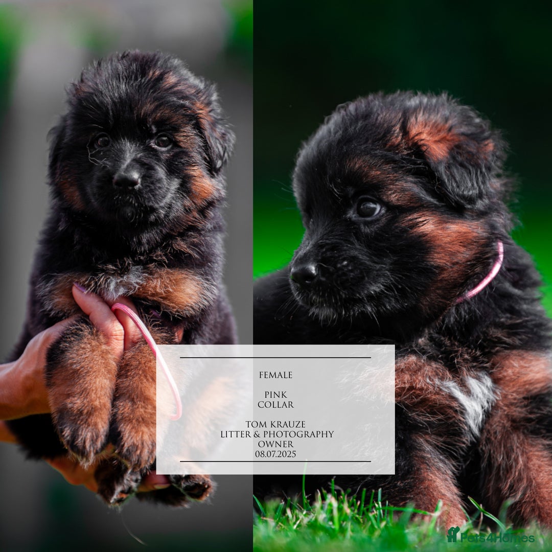 German Shepherd dogs for sale: 😍Little Paws Big Heart😍gsd puppies longhaired😍 - Image 7