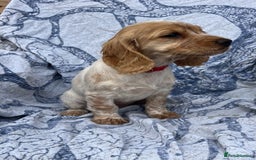 Cocker Spaniel dogs for sale: FULLY VACCINATED working cocker spaniel puppies  in Ashford - Image 3