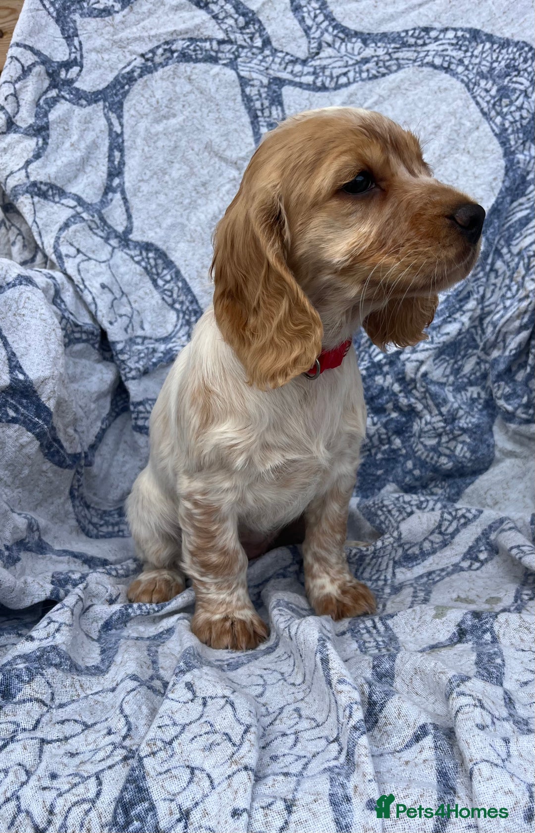 Cocker Spaniel dogs for sale: FULLY VACCINATED working cocker spaniel puppies  in Ashford - Image 3