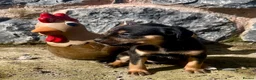 Mixed Breed dogs for sale: Cavalier x kelpie - Advert 9