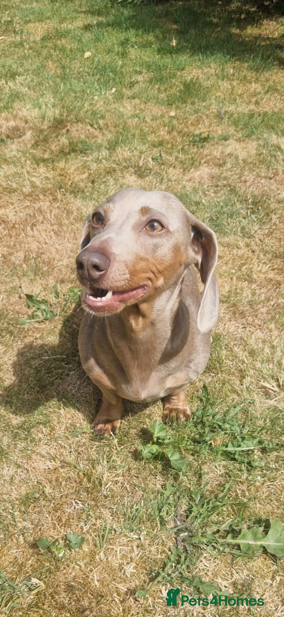 Miniature Dachshund dogs Beautiful Smooth Haired Dachshund  - Advert 7